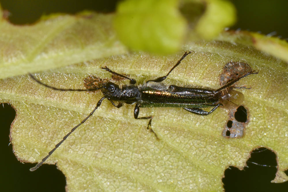 Quale Cerambycidae?  Callimus abdominalis, maschio